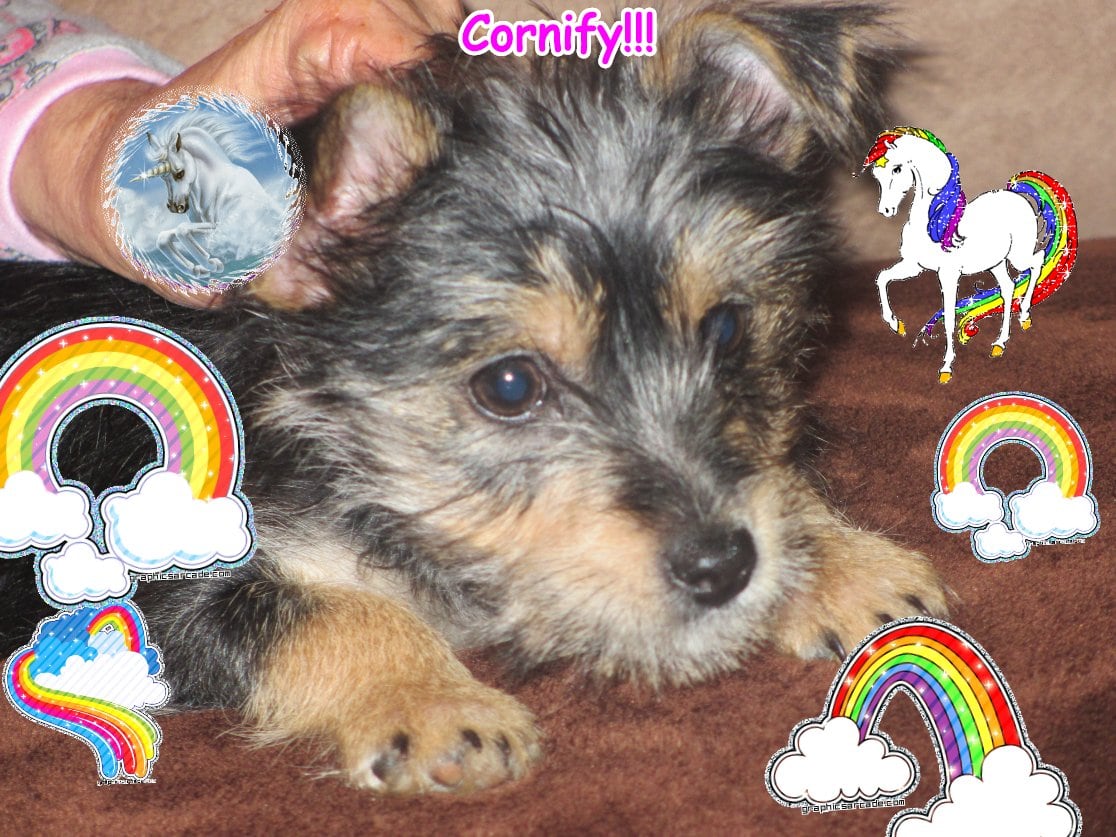 The jolly joyful glad amazing picture