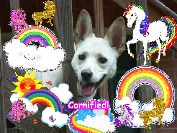 The best pink great merry cool photo