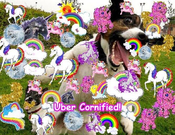 The sunny jolly sunny joyful sunshine