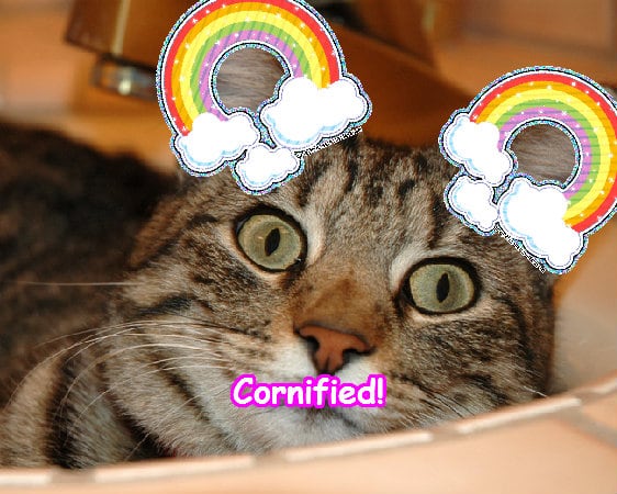 The best amazing amazing sunny jolly happiness