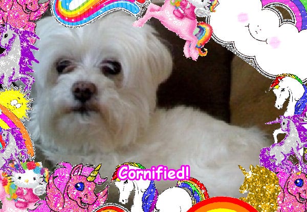 Super fun happy merry happy sparkle