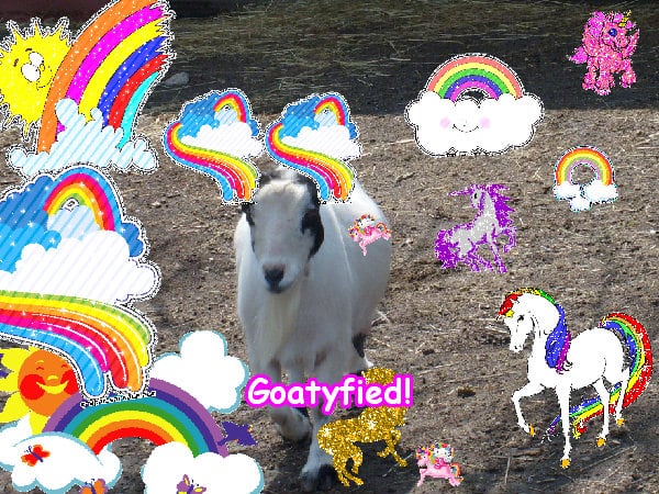 Crazy lovely fun awesome best image