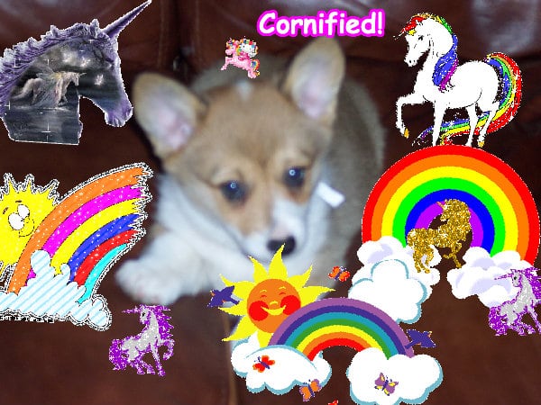 The glad jolly divine super sparkle