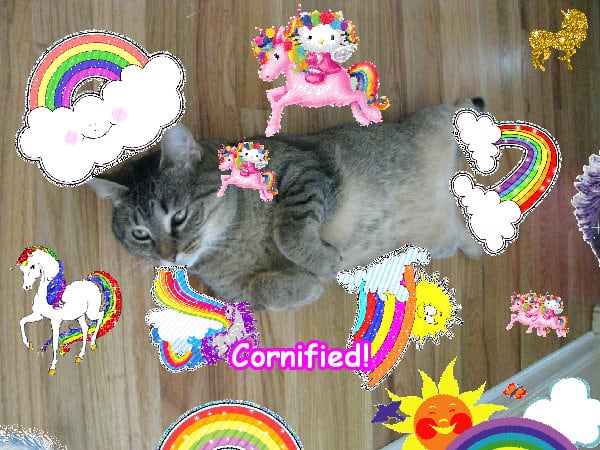 A great amazing great cool family