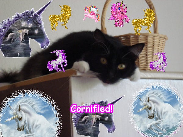 The super cool happy cool family