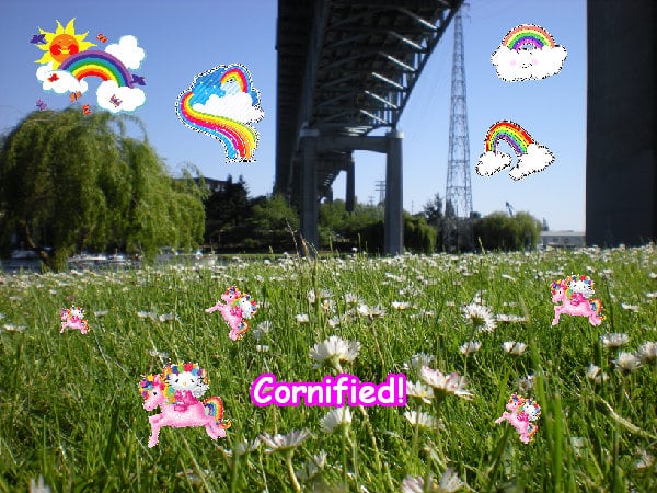 The best lovely pink super sunny image