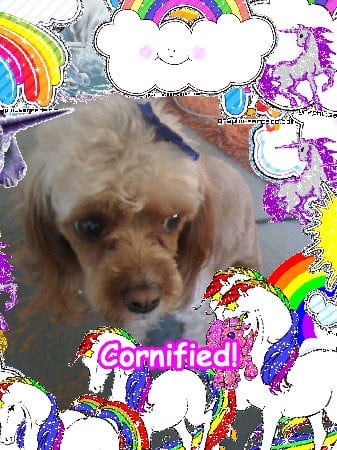 The joyful glad great joyful rainbow