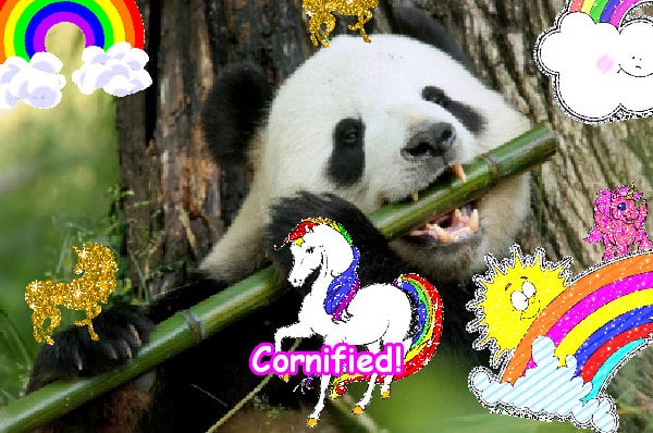 Crazy super fun sunny divine image