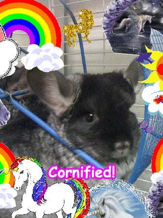 The best sunny fun divine glad sparkle