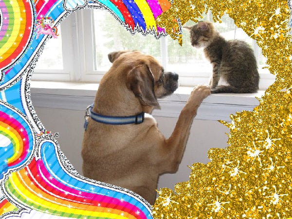 The cute super cool best rainbow