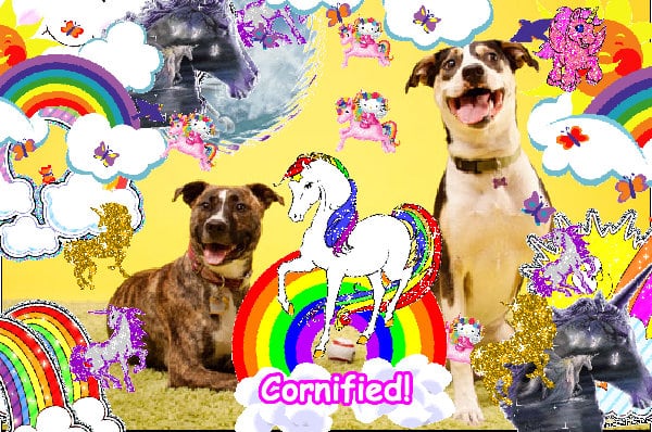 The pink cute jolly sunny picture