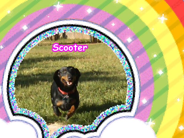 The super jolly happy cute unicorn