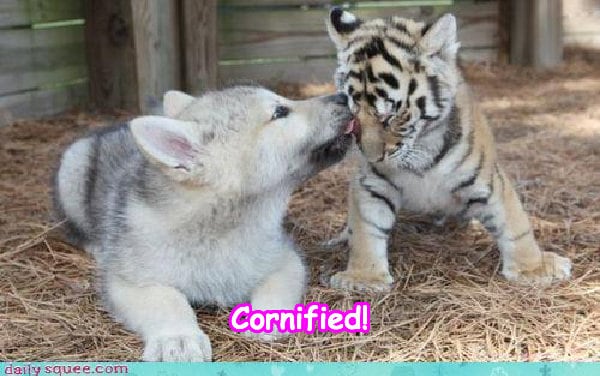 The amazing fun cute great happiness