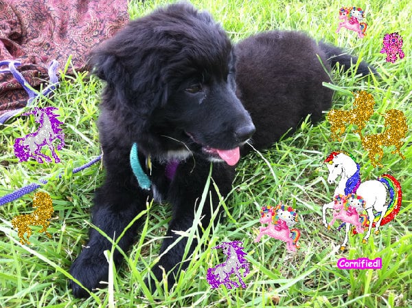 A divine cool pink happy friend