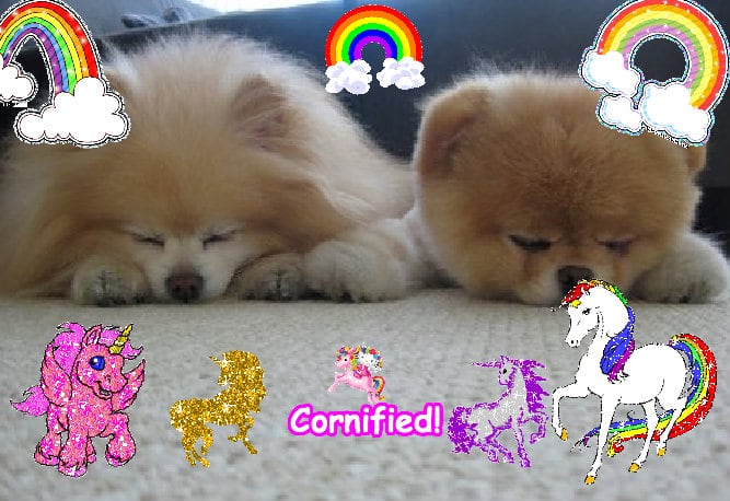 The most fun glad best fun composition