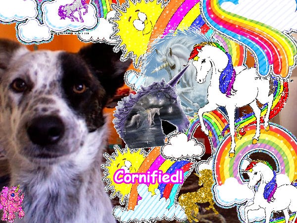 Super fun jolly divine amazing unicorn