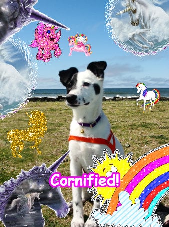 The most best jolly merry fun friend