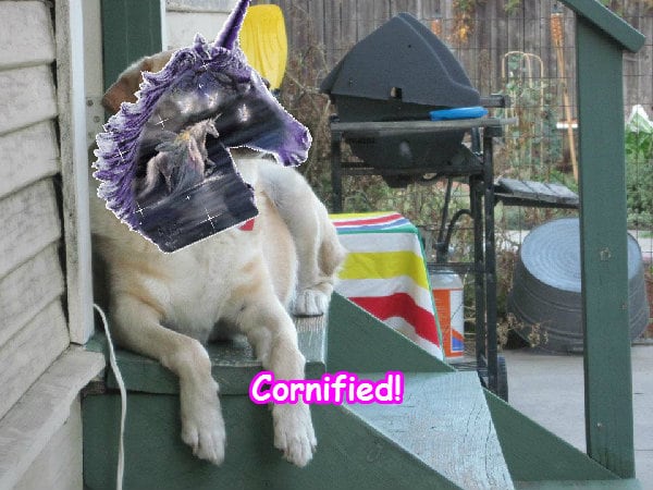 Crazy sunny awesome jolly merry picture