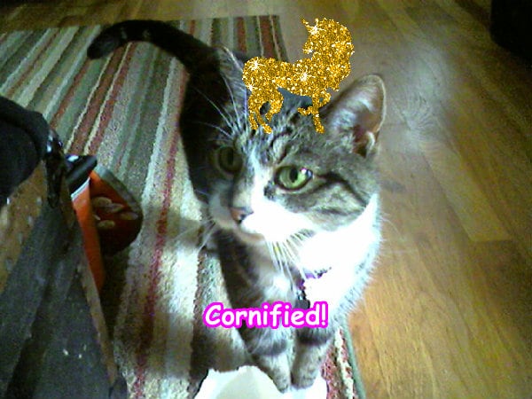 The most sunny glad cute glad sparkle