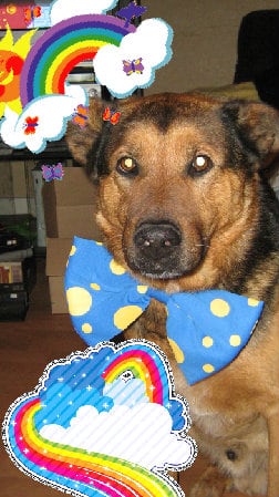 The best lovely glad awesome jolly composition