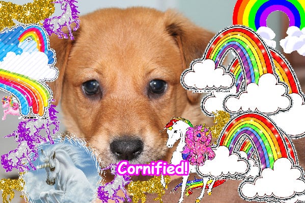 Crazy fun super fun glad family