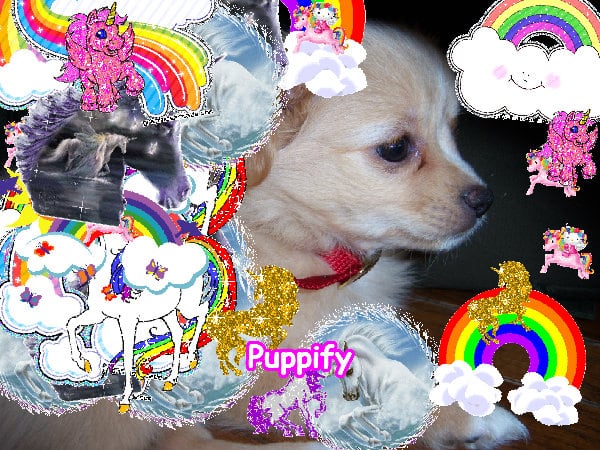 Crazy lovely amazing super jolly composition