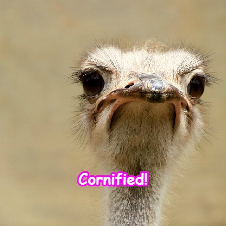 Mindblowingly divine fun jolly glad family