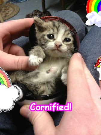 Crazy merry merry glad pink family