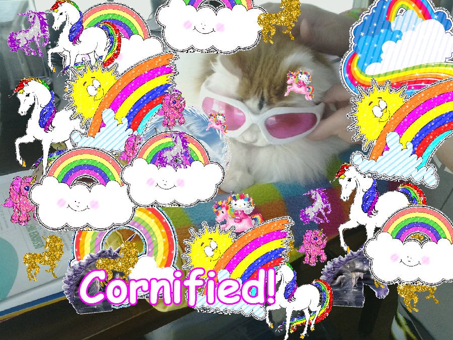 The best jolly cute fun fun photo