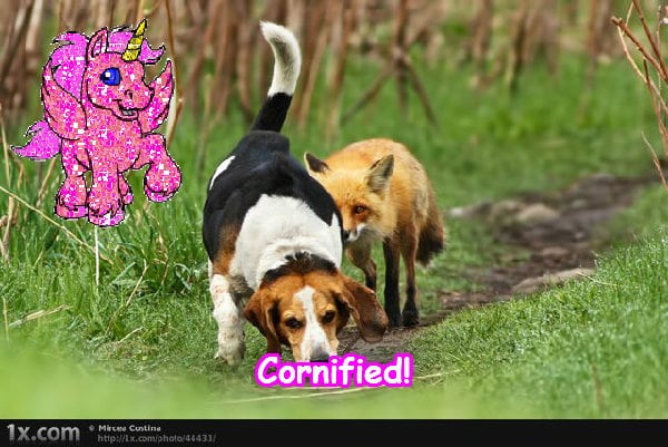 The amazing great amazing fun sunshine