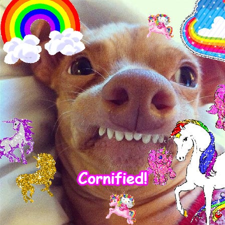 The joyful divine jolly cute composition