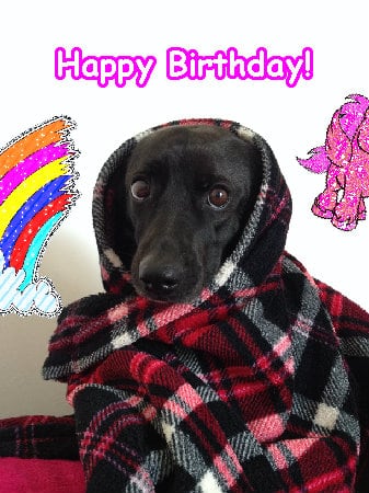 A sunny glad joyful cute friend